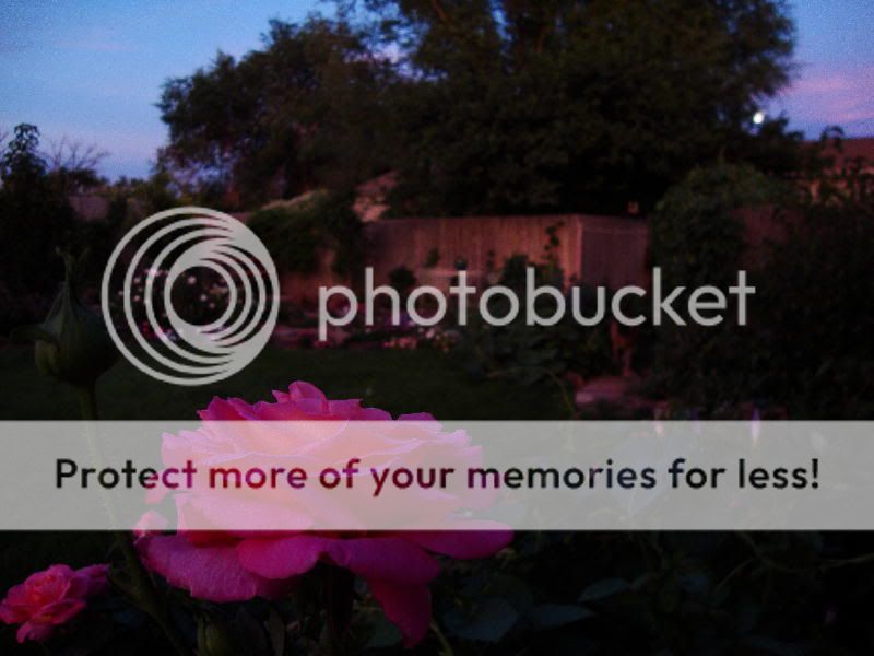 Chicago Peace in the early evening moonlight